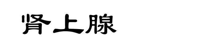 肾上腺