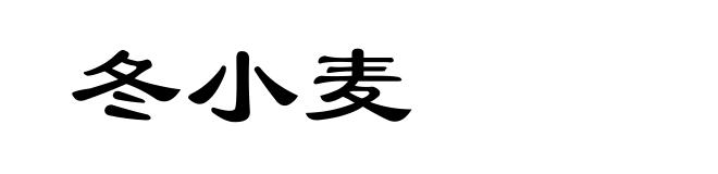 冬小麦