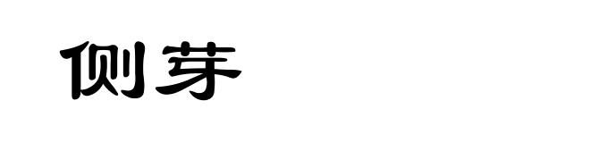 侧芽