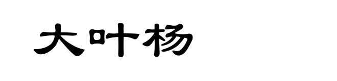 大叶杨